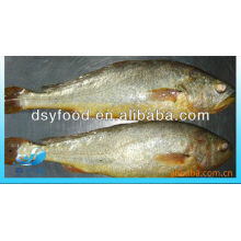 FROZEN YELLOW CROAKER WHOLE ROUND